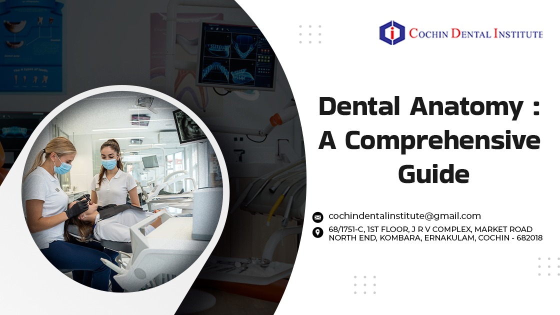 Dental Anatomy: A Comprehensive Guide